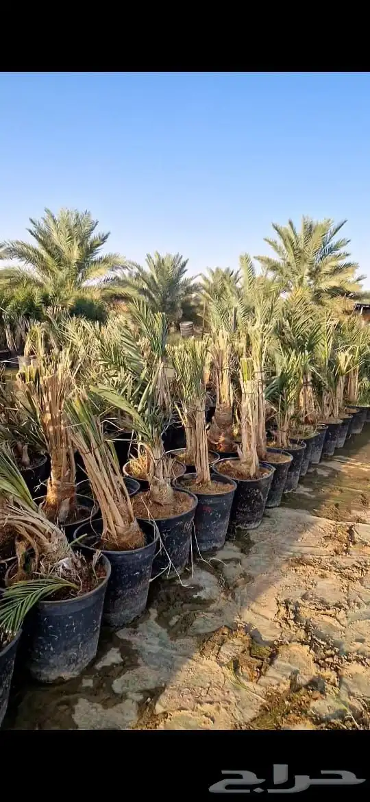 نخيل نوايع شمشوله حوشانه نبتت الحصان خلاص ملوكي فاخر 2