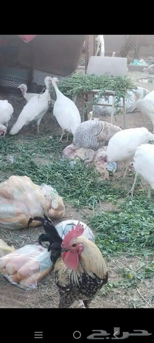 نعجه صفرا دافع عمرها صغير بكر عااسوم.رجاج رومي بط 8