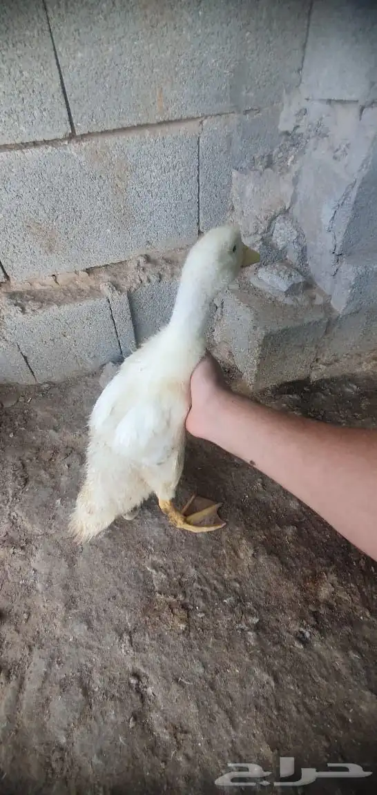 صباح الخير يتوفر بط بكيني لحم وشحم وطعم فاخر من لاخر يتوفر ذ 1