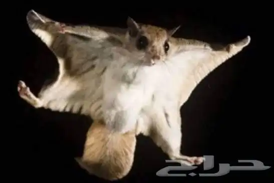 سنجاب طائر 0