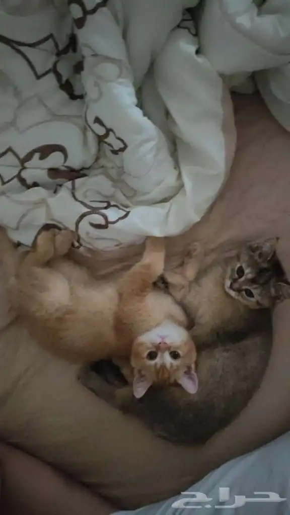 قطط ذكر و أنثى أعمارهم ثلاثة أشهر من أم سكوتش بريتش وأب سكوت 3