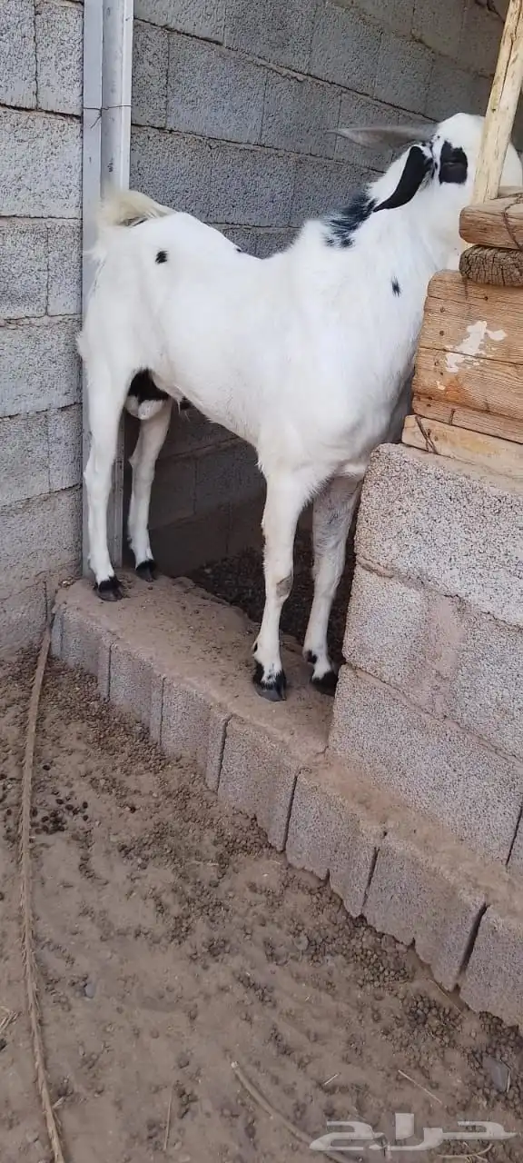 تيوس وفحول ماعز بيشي 2