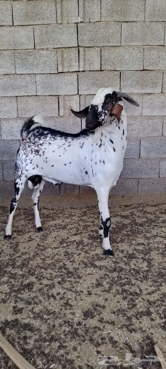 تيوس وفحول ماعز بيشي 9