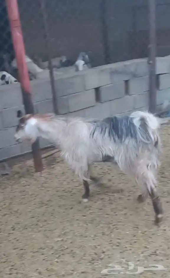 عناق كفو سمين عمرها سنه و سته اشهر 0