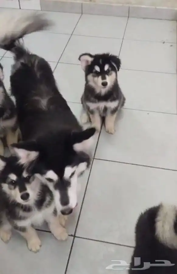 كلاب هاسكي للبيع عالسوم مطعمين ومعهم دفتر التطعيمات 2