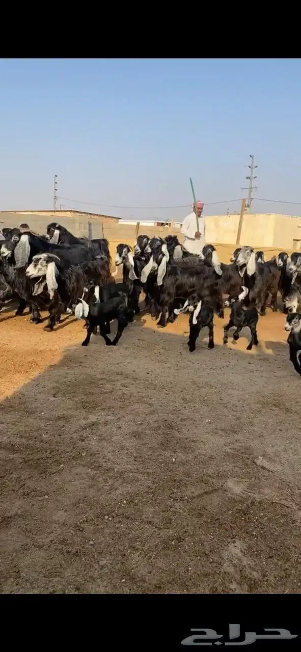 معزا عوارض 0