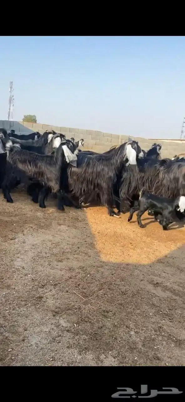 معزا عوارض 2