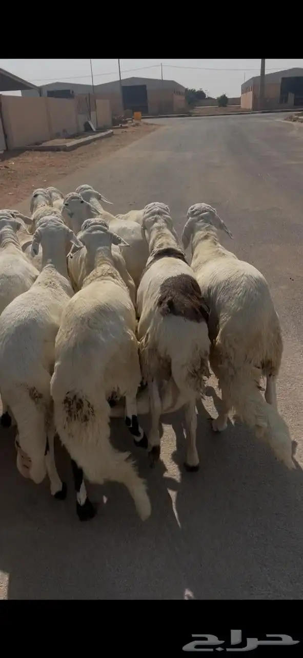 طليان سواكن فامره 0