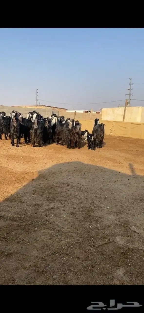 معزا عوارض 6