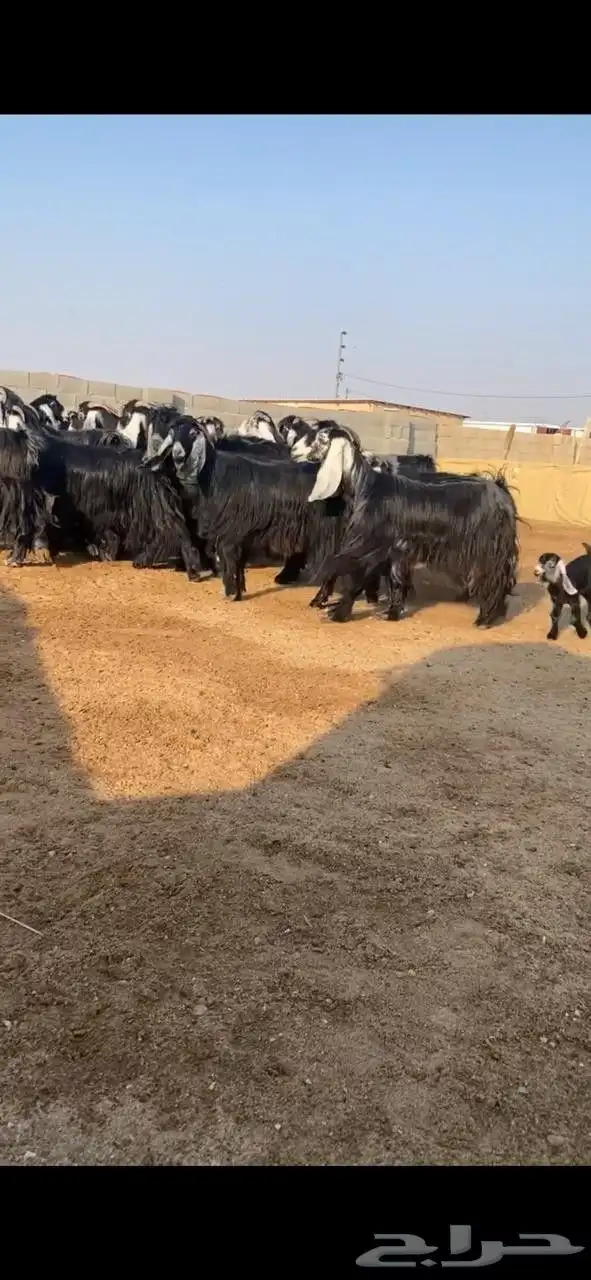 معزا عوارض 5