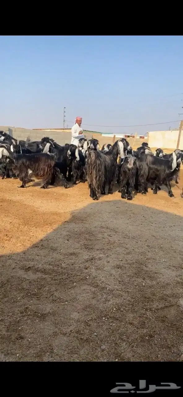 معزا عوارض 4