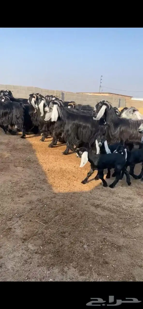 معزا عوارض 1