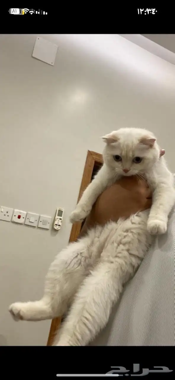 قطه سكوتش فولد للبيع العاجل 0