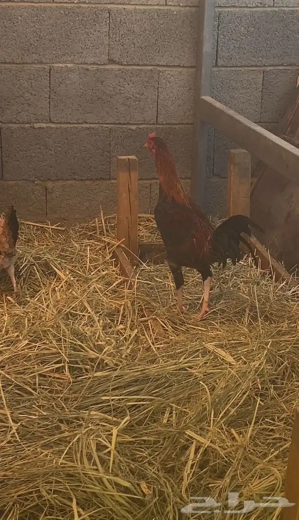 ديك ودجاجة باكستاني سندي أصيل العمر  خمس شهور ونص للبيع 2