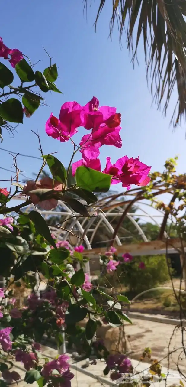 استراحة للبيع بالعمارية بمساحة 10 ألاف متر 10