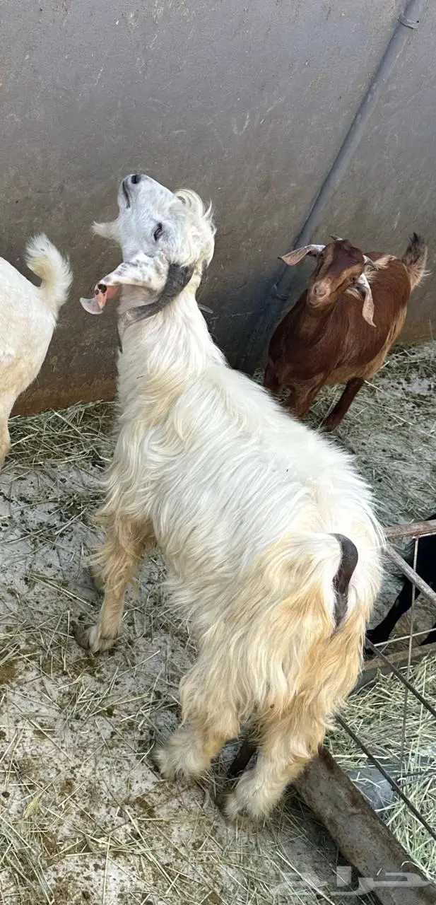 تيس فحل مشروط 1