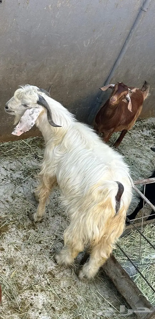 تيس فحل مشروط 3