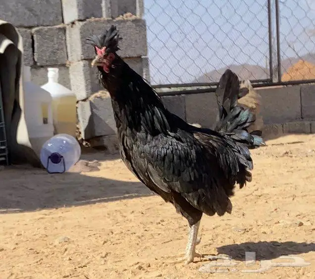 ديك نوع نادر 1