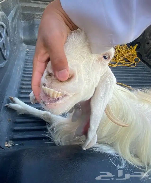 عنز عرضية دافع فوق ثلاث شهور 2