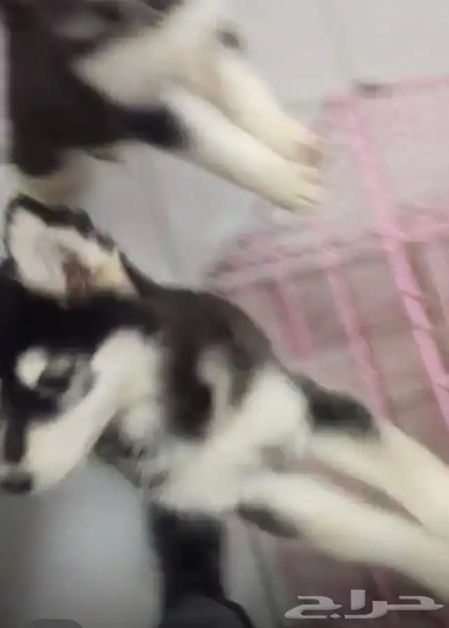 كلاب هاسكي للبيع عالسوم مطعمين ومعهم دفتر التطعيمات 4