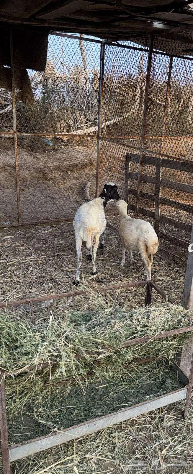 بيع نعجه ورخل 0