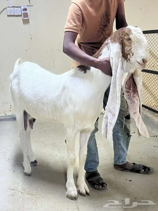 عنز دافع فحص سونار 1