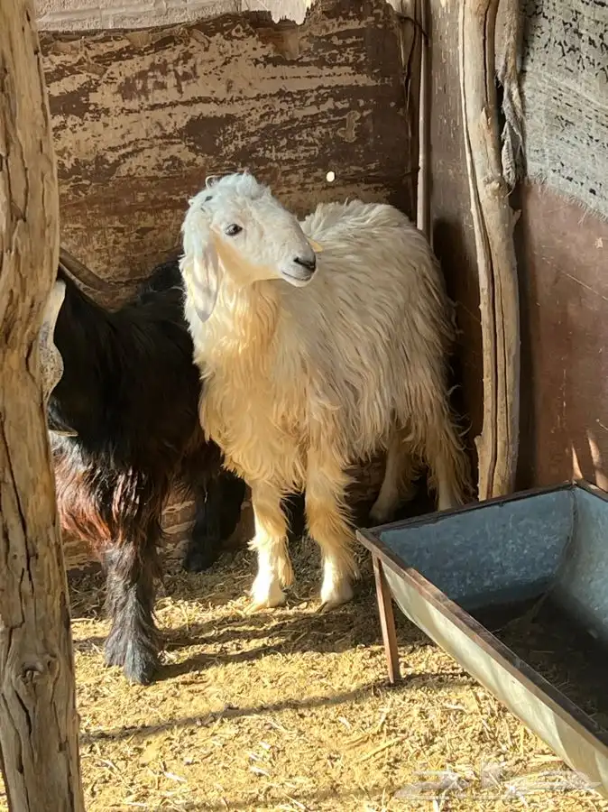 للبيع تيس وطلي 0