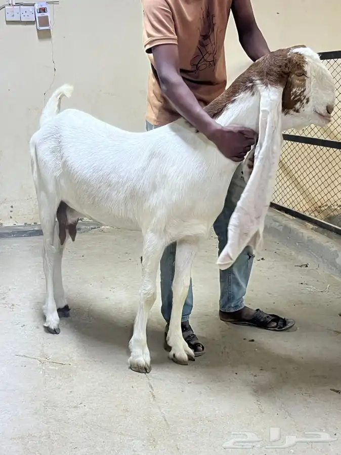 عنز دافع فحص سونار 0