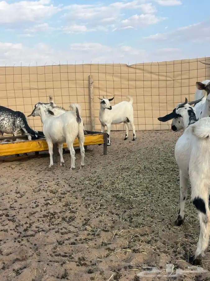 جفرات بيش دفيع تبي تولد العدد 15 مع فحلها 1