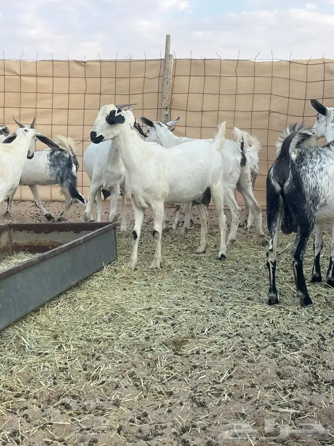 جفرات بيش دفيع تبي تولد العدد 15 مع فحلها 2