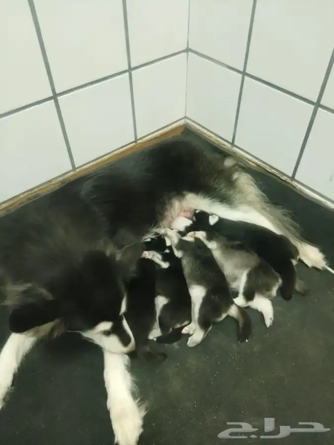 كلاب هاسكي للبيع عالسوم مطعمين ومعهم دفتر التطعيمات 9