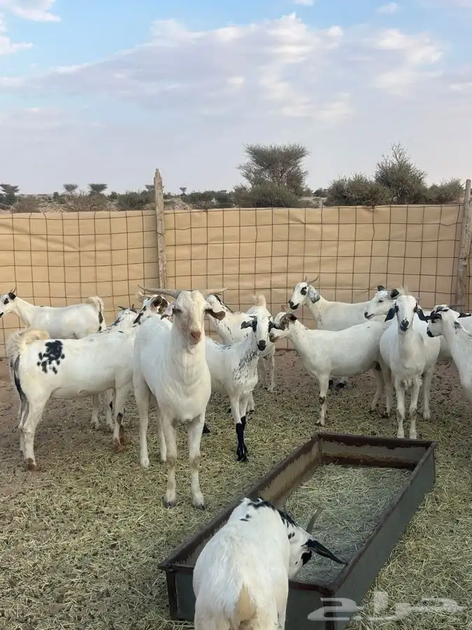 جفرات بيش دفيع تبي تولد العدد 15 مع فحلها 3