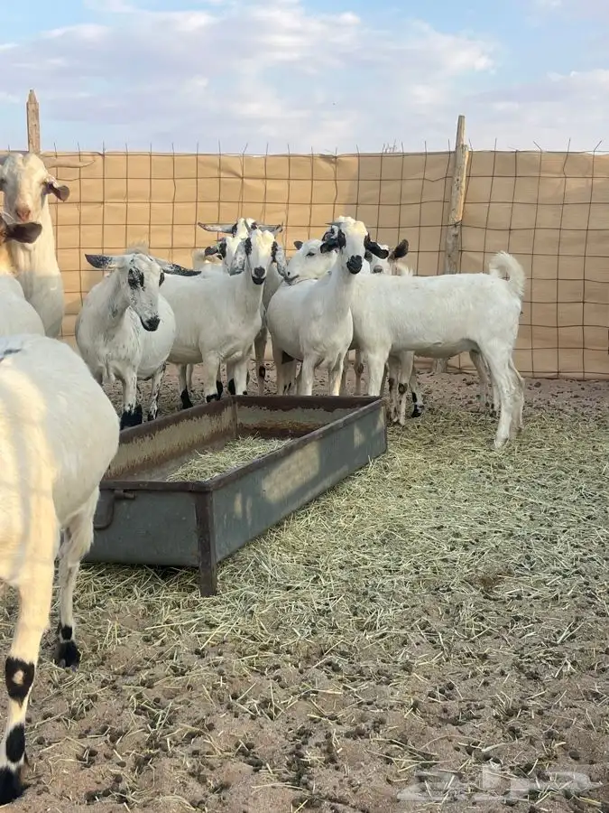 جفرات بيش دفيع تبي تولد العدد 15 مع فحلها 0