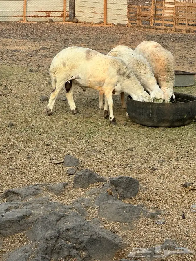 نعجه معاها اثنين 1