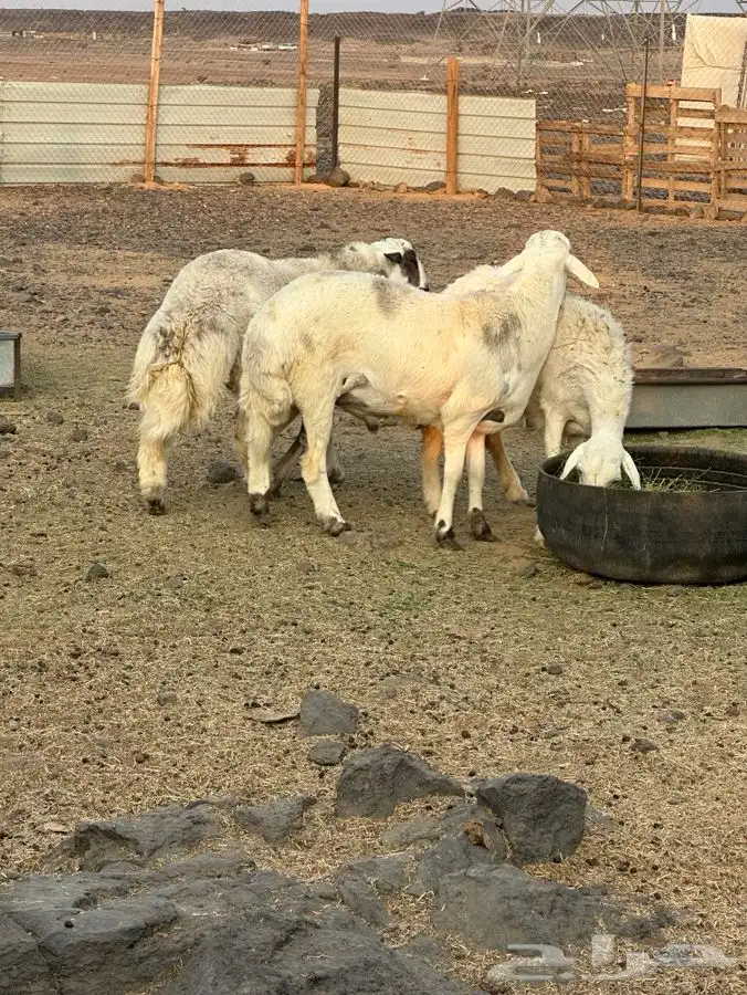 نعجه معاها اثنين 0