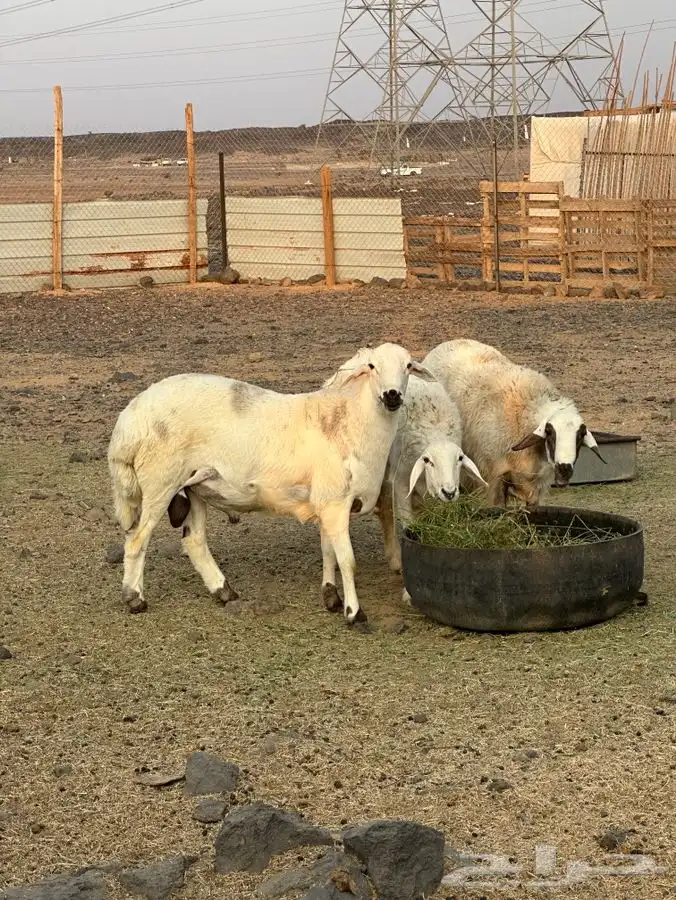 نعجه معاها اثنين 2