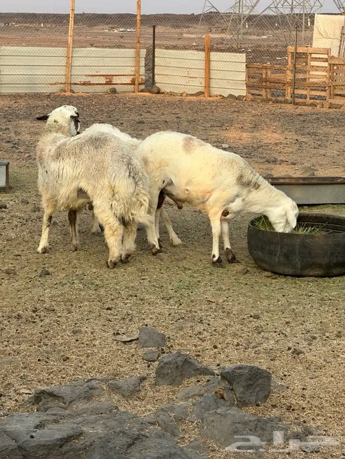 نعجه معاها اثنين 3