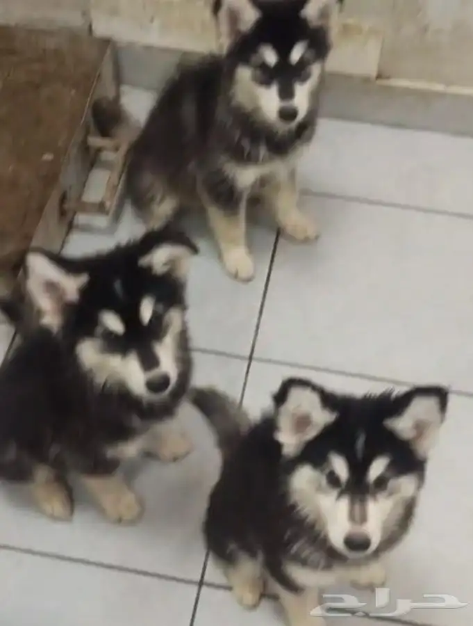 كلاب هاسكي للبيع عالسوم مطعمين ومعهم دفتر التطعيمات 0