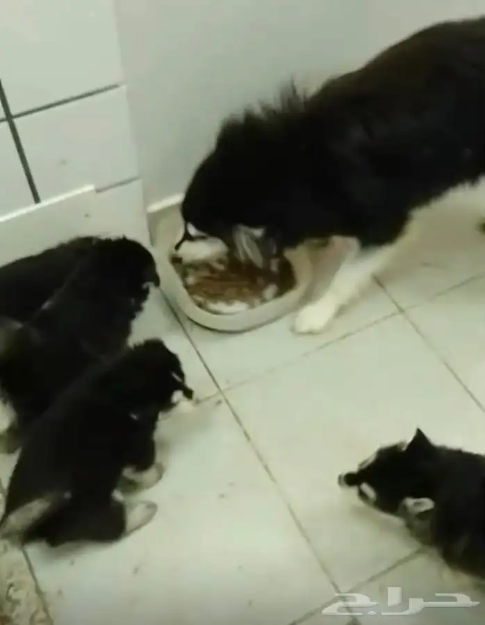 كلاب هاسكي للبيع عالسوم مطعمين ومعهم دفتر التطعيمات 8