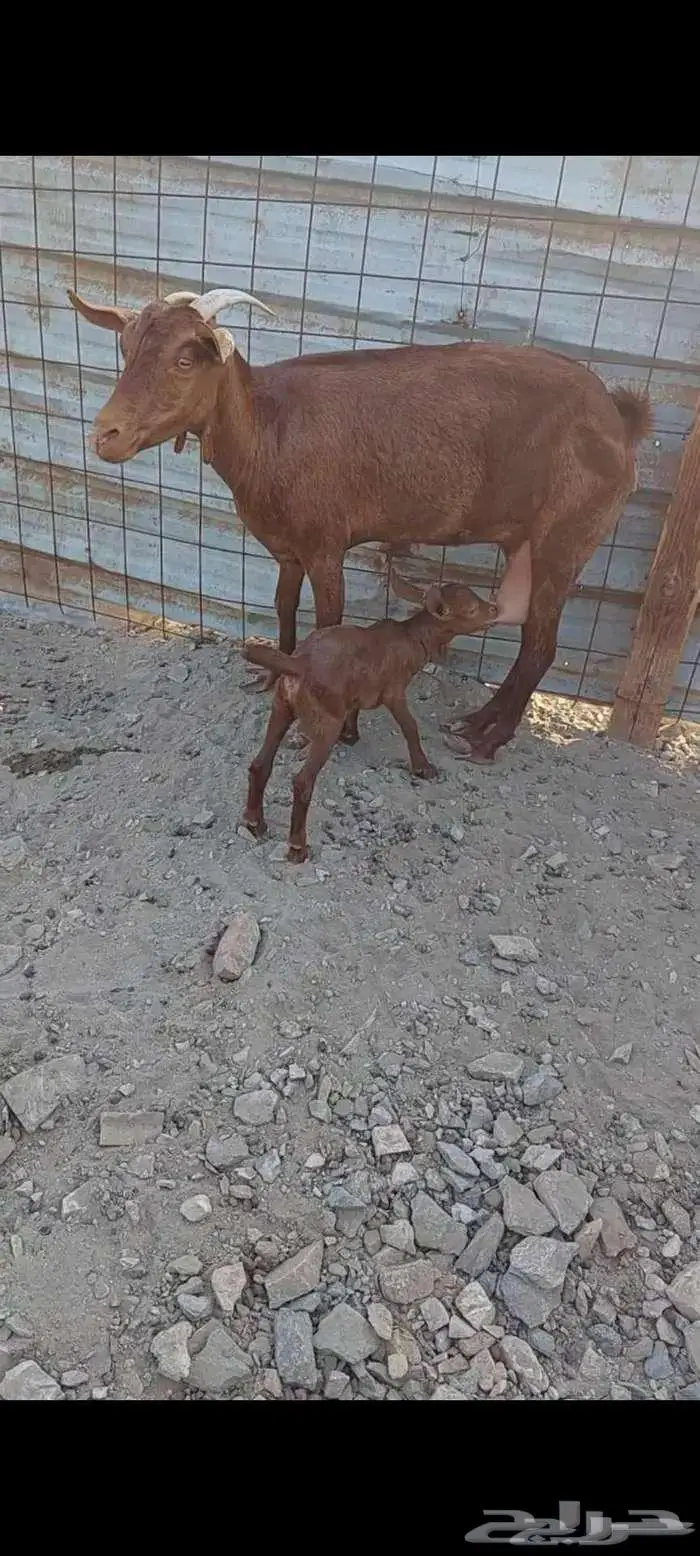 عنز محايلي 0