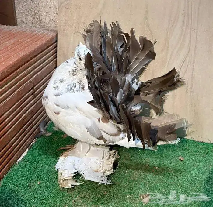 زوج رقاص مع انتاجه 3