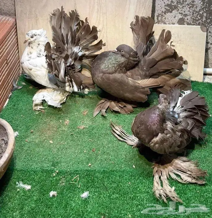 زوج رقاص مع انتاجه 0