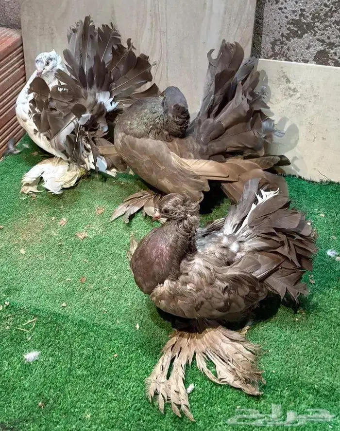 زوج رقاص مع انتاجه 2