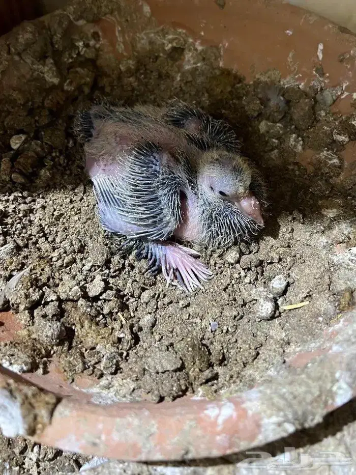 زوج رقاص مع انتاجه 4