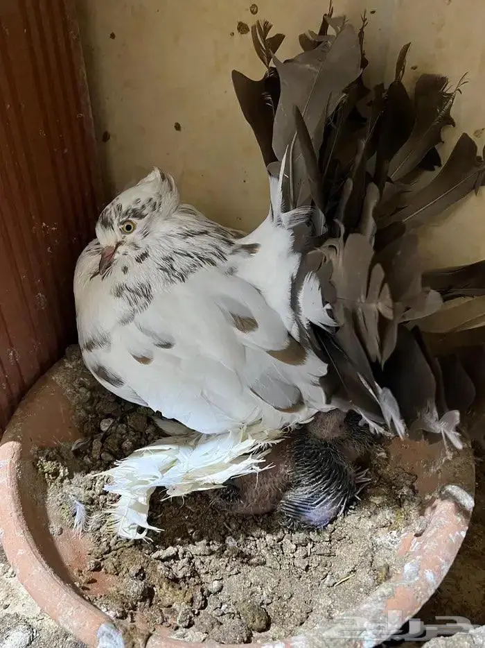 زوج رقاص مع انتاجه 5