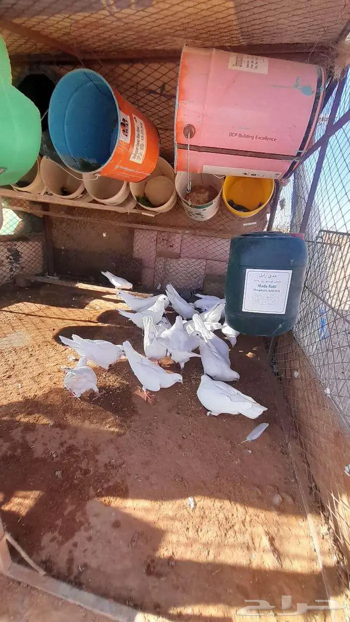 حمام فرنسي للبيع 2