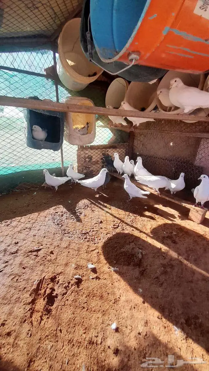 حمام فرنسي للبيع 3