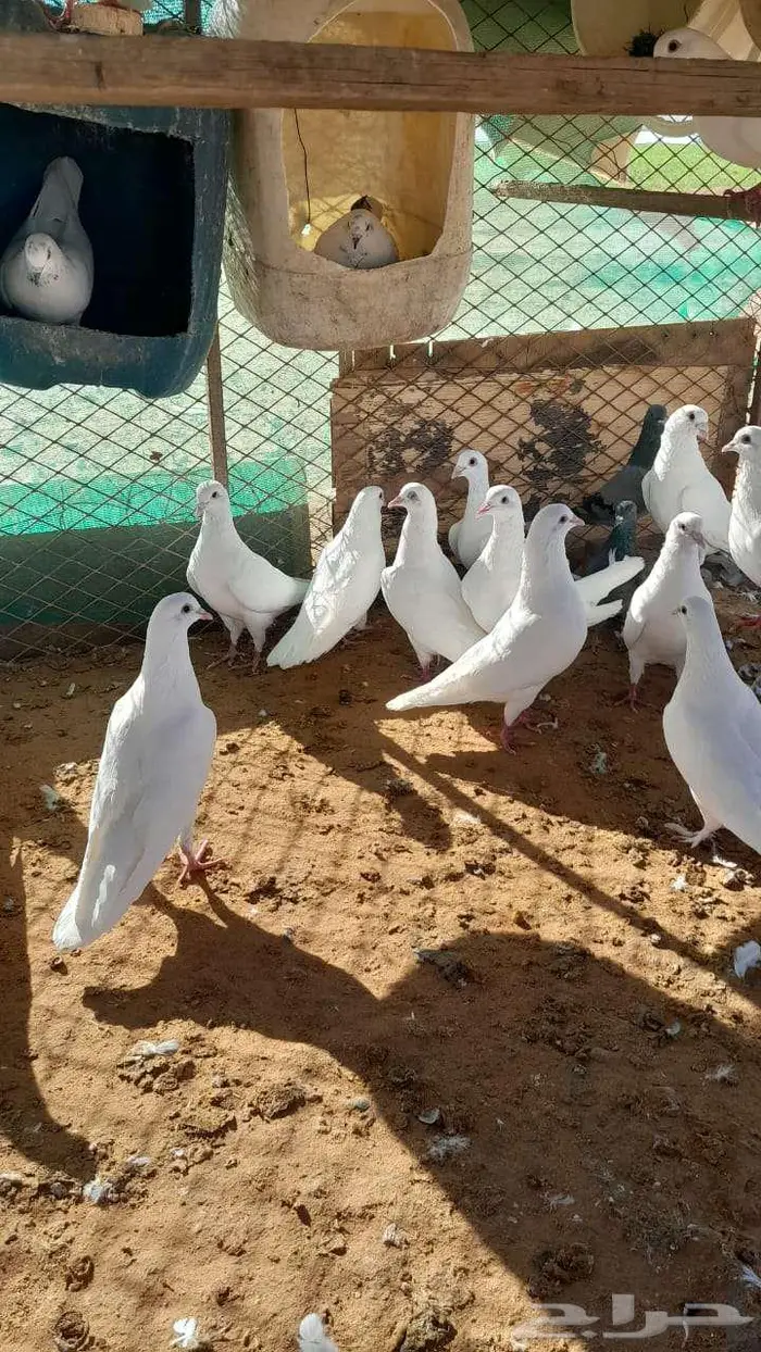 حمام فرنسي للبيع 0