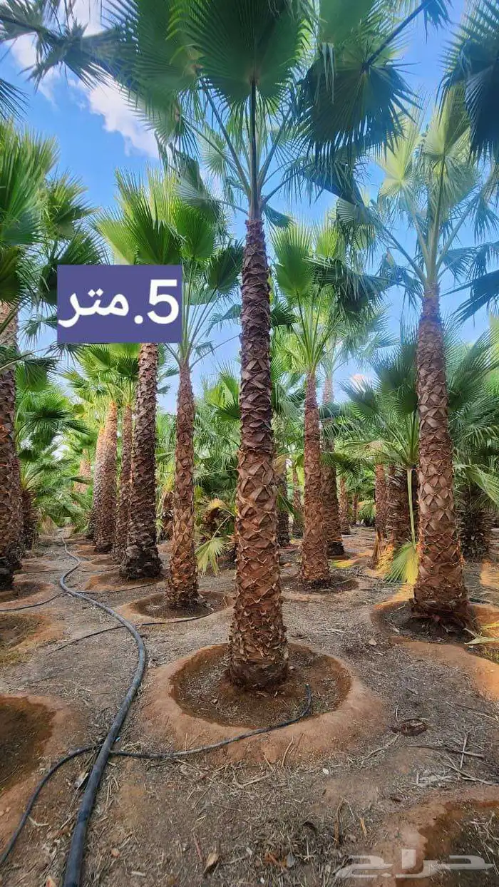 نخل واشنطني زينه جميع المقاسات وتنسيق الحدايق وقص الشجار وتك 1