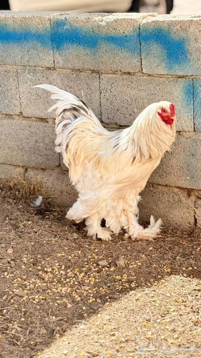 دجاج براهماا 10